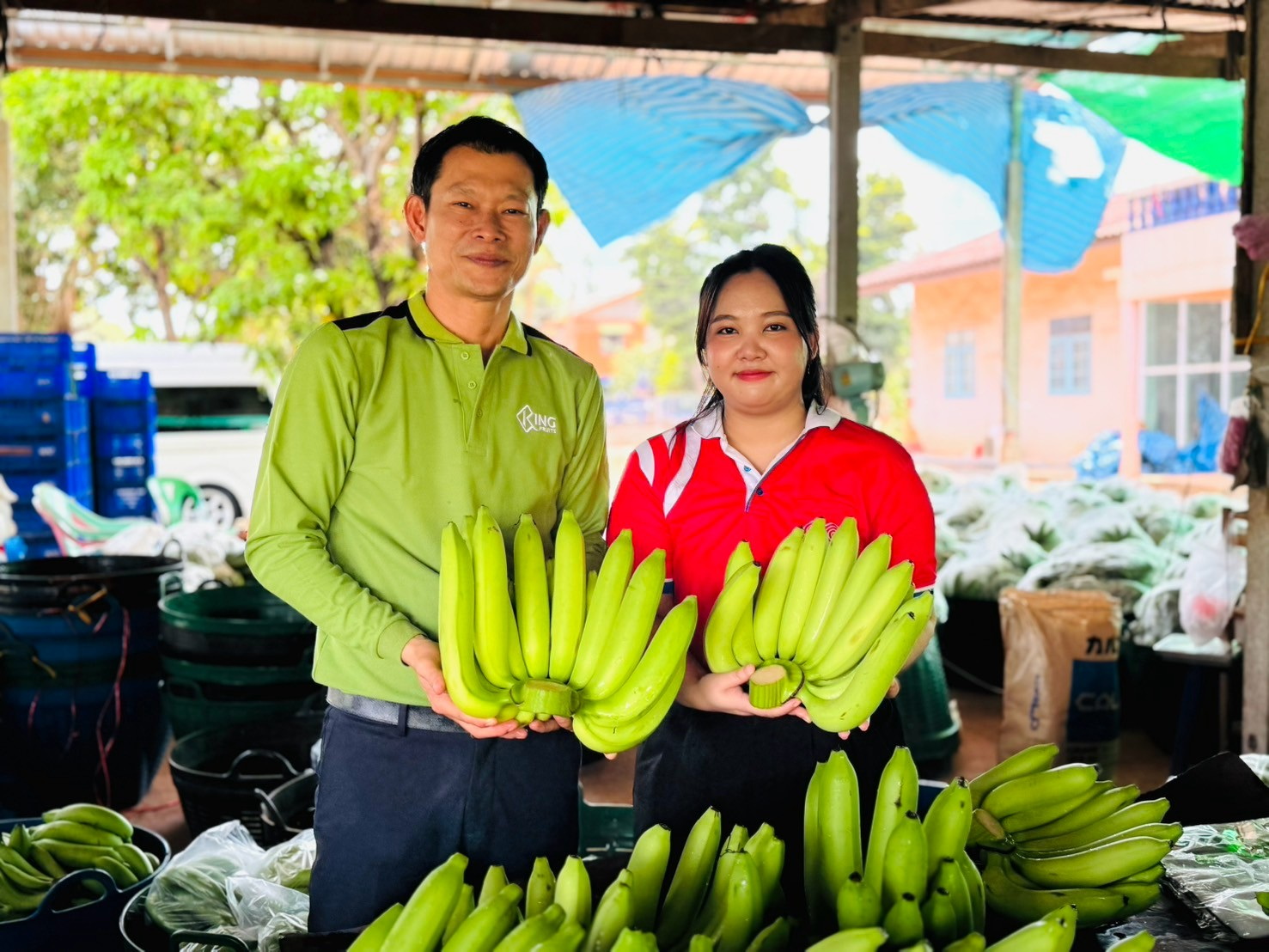 “โก โฮลเซลล์”เผยกล้วยหอมทอง ผลผลิตสดใหม่จากเสิงสาง มาตรฐาน GAP