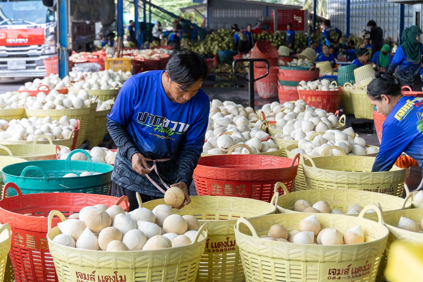 ซีพี ออลล์ – เซเว่น อีเลฟเว่น หนุนมะพร้าวไทย กว่า 1 ล้านลูกต่อเดือน สู้ภาวะล้นตลาด