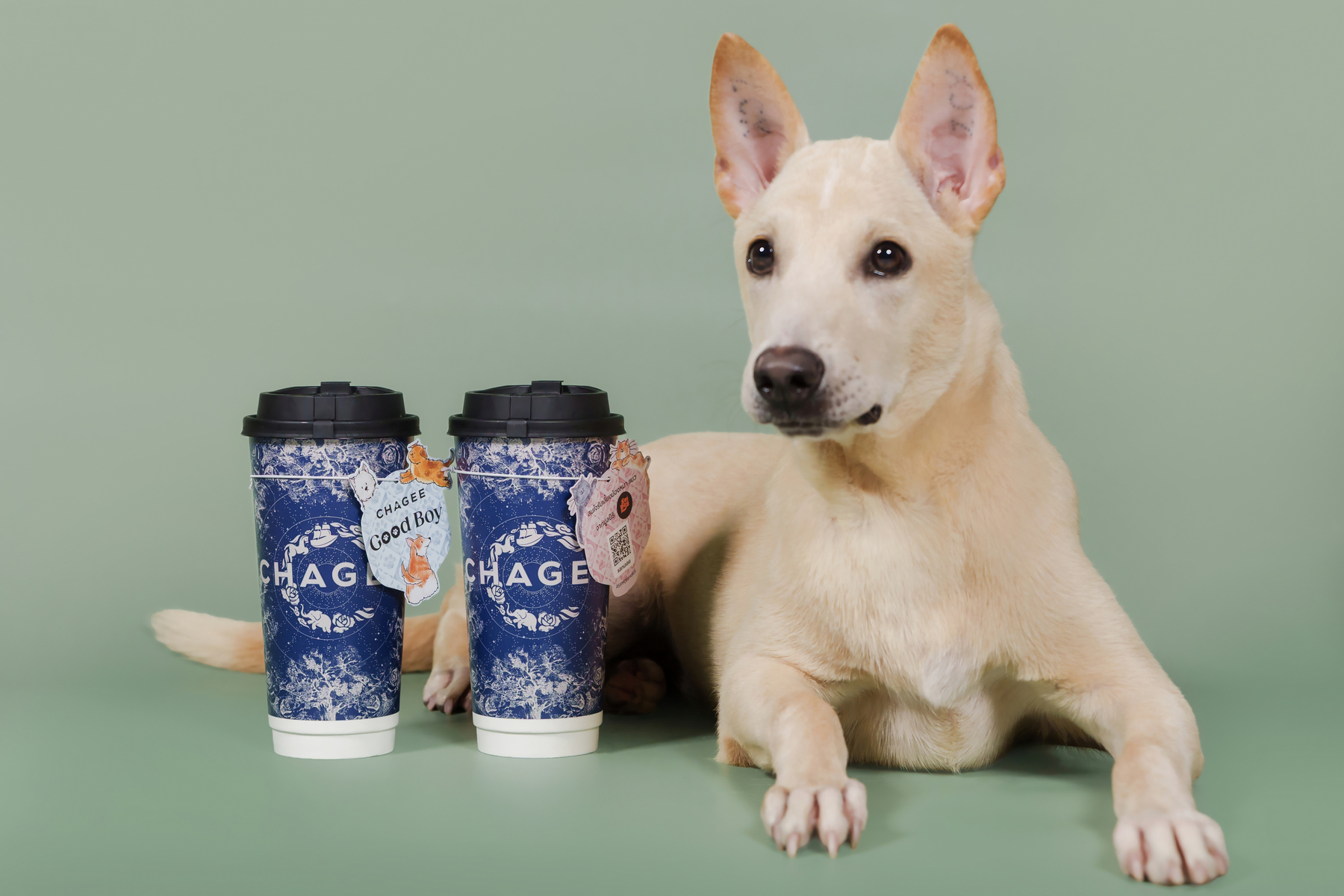 CHAGEE จับมือ Soi Dog เปิดตัวโครงการ CSR สุดอบอุ่น “Sip for Paws”